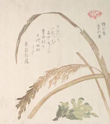 Plant de riz et pétasites