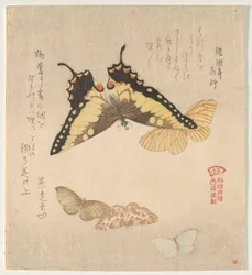 Le Manuel de peinture du vol de papillons (Guncho? Gafu)