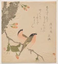 Deux bouvreuils sur un cerisier à double pétales (Uso ni Yae-zakura)