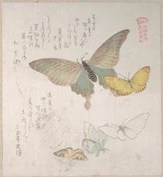 Divers papillons de nuit et papillons