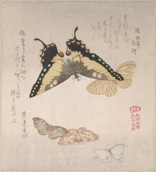 Divers papillons de nuit et papillons