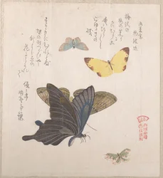 Divers papillons de nuit et papillons