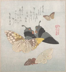 Divers papillons de nuit et papillons