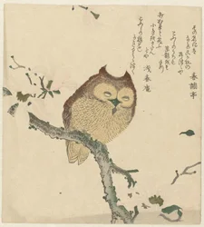 Hibou sur une branche de magnolia