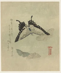 Quatre papillons (série de gravures pour l