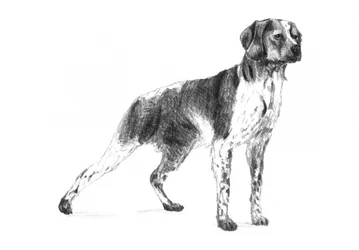Chien de chasse classique