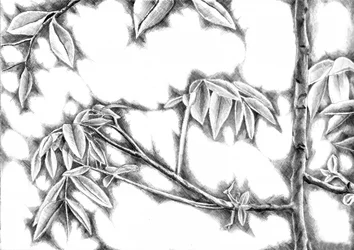 Feuilles baignées de lumière tamisée