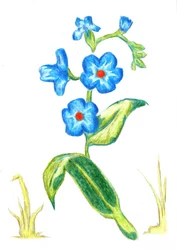 Fleurs bleues délicates