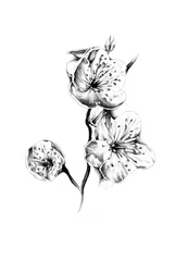 Délicates fleurs de cerisier