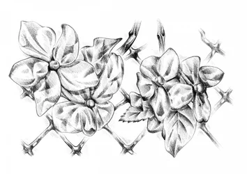 Dessin floral délicat