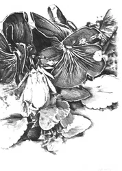 Délicates fleurs de pensée