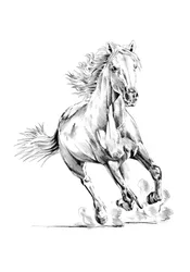 Cheval au galop dynamique