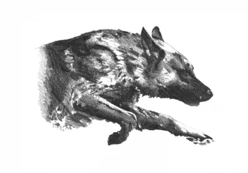 Traque dynamique du loup