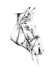 Élégant cheval bridé
