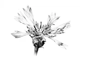 Élégant croquis de fleur
