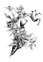 Étude élégante de la vigne