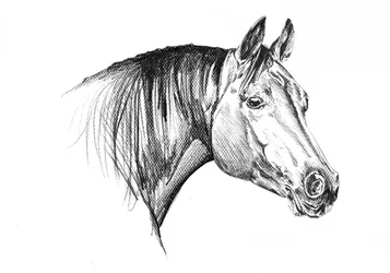 Élégante tête de cheval