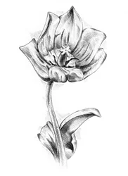 Élégant dessin de tulipe