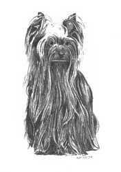 Un élégant Yorkshire Terrier