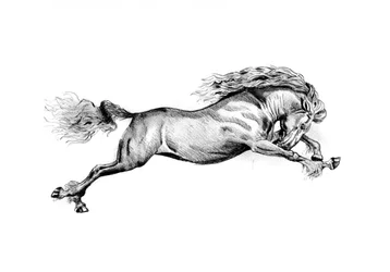 Cheval sauvage au galop