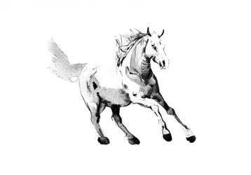 Cheval sauvage au galop