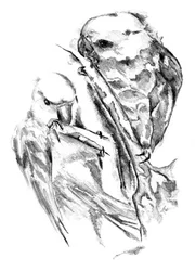 Croquis de perruches amoureuses