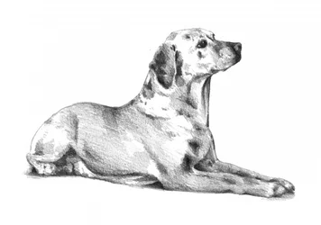 Chien tacheté couché