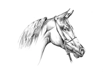 Le majestueux cheval arabe