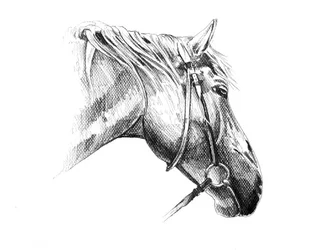 Dessin d