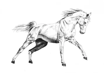 Le galop majestueux du cheval