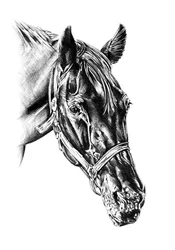 Majestueuse tête de cheval