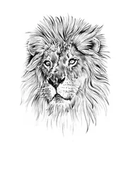 Tête de lion majestueuse