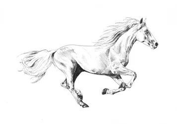 Cheval de course majestueux