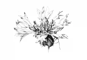 Étude monochrome de bleuet