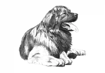Dessin d