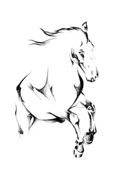 Élevage de chevaux sauvages