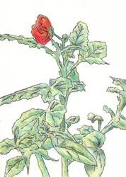 Bouton de fleur rouge