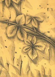 Dessin botanique à la sépia