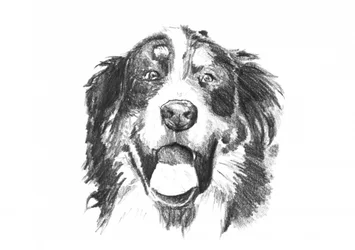 Un chien bernois qui sourit