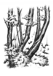 Une forêt enneigée en hiver