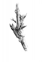 Bourgeons printaniers sur une branche