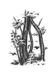 Arbres d