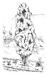 Esquisse du Jardin des Grands Arbres