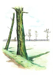 De grands arbres, de longues ombres