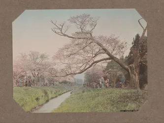 Mensen en kersenbloesem aan weerszijden van een beek in Koganei, Tokyo, Japan