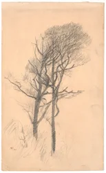 Deux arbres avec sous-bois bas