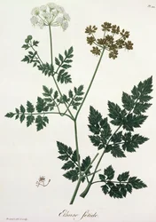 Aethusa Cynapium de 