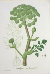 Angelica Archangelica de 