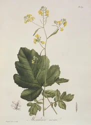 Brassica nigra de 