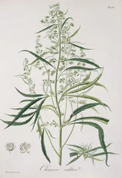 Cannabis Sativa de 